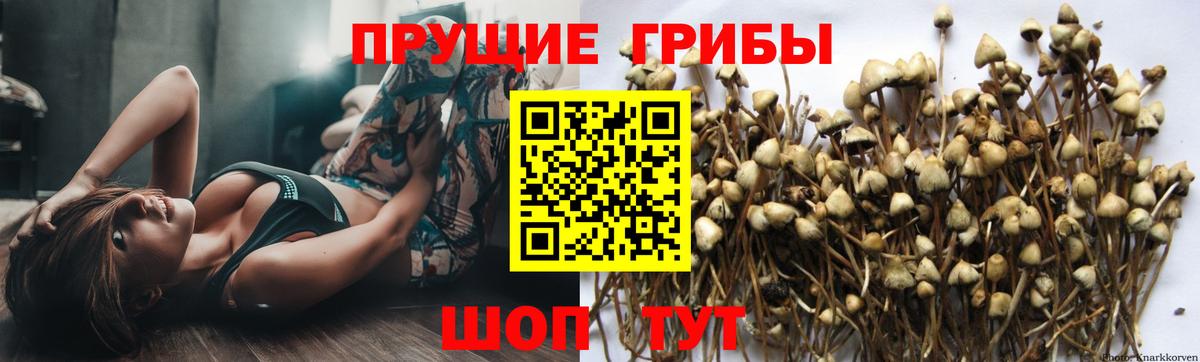 Кандалакша  Псилоцибиновые грибы Psilocybine cubensis  где купить наркоту  Галлюциногенные грибы Psilocybe  Вход с VPN 